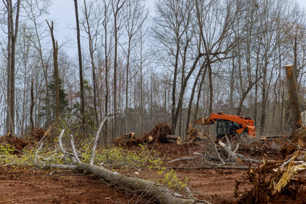 Best Tree Mulching  in Eastport, NY