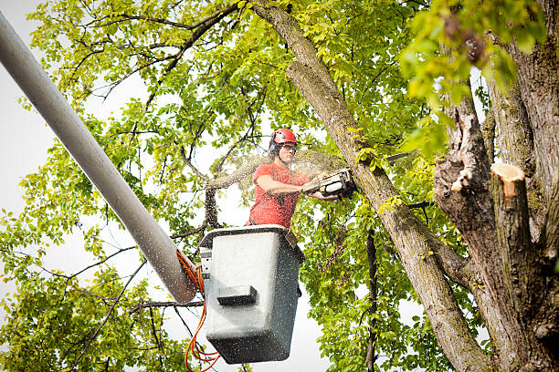 Eastport, NY Tree Removal Services Company